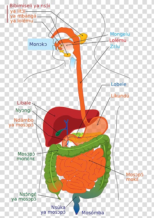 Human digestive system Diagram Gastrointestinal tract Digestion Human body, lane transparent background PNG clipart