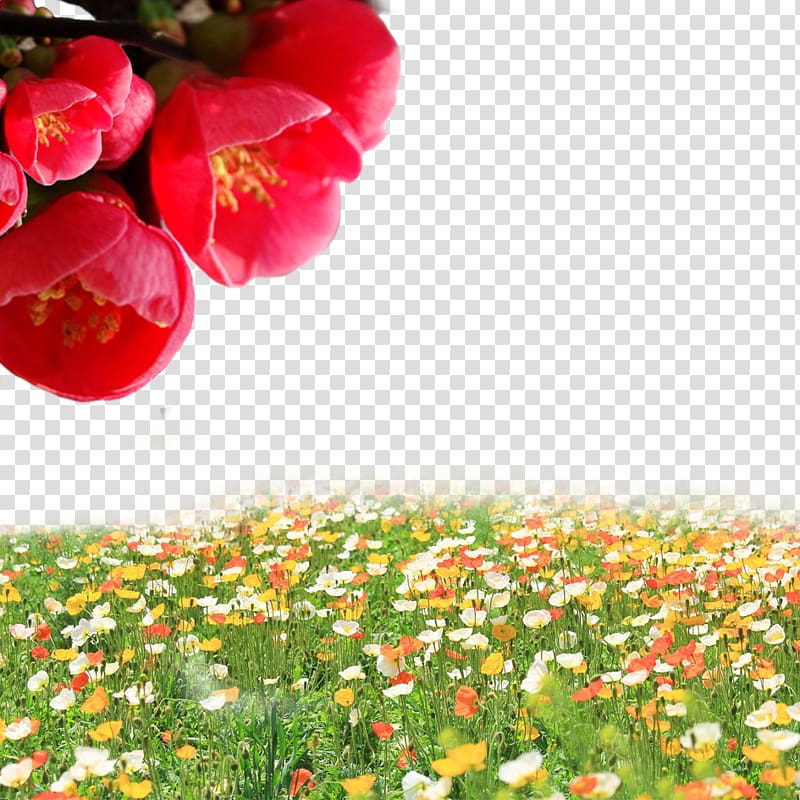Flowers everywhere transparent background PNG clipart