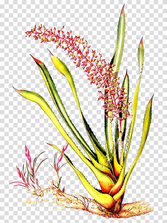 Flores do Amazonas = Flowers of the Amazon Forest: The Botanical Art of Margaret Mee Amazon rainforest Aechmea Illustration, Hand-painted Aloe transparent background PNG clipart
