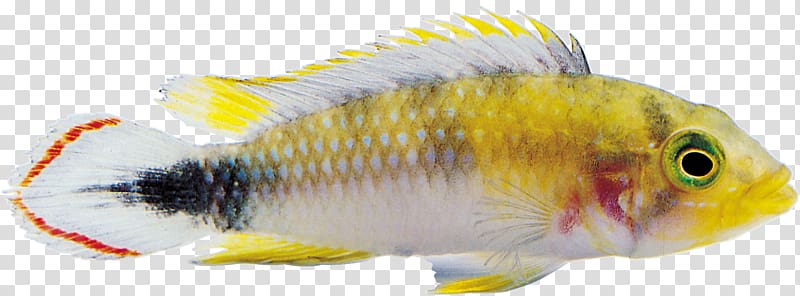 Ornamental fish Goldfish , fish transparent background PNG clipart