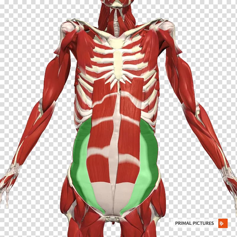 Shoulder Axilla Anatomy Nerve Intercostal muscle, Rectus Abdominis Muscle transparent background PNG clipart