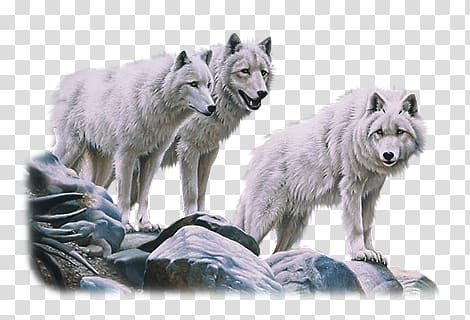 white wolves transparent background PNG clipart