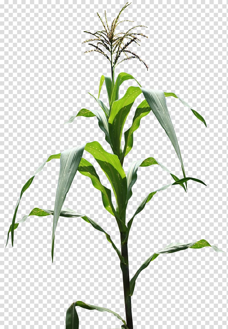 Genetically modified maize Plant Field corn Corn flakes, maize field transparent background PNG clipart