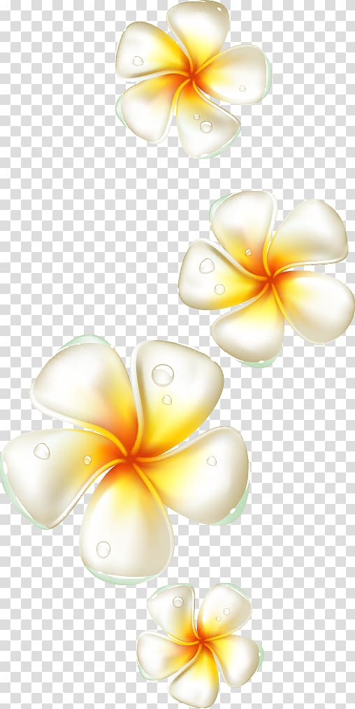 dew on white-and-yellow petaled flowers, Flower Frangipani, Egg flower elements transparent background PNG clipart