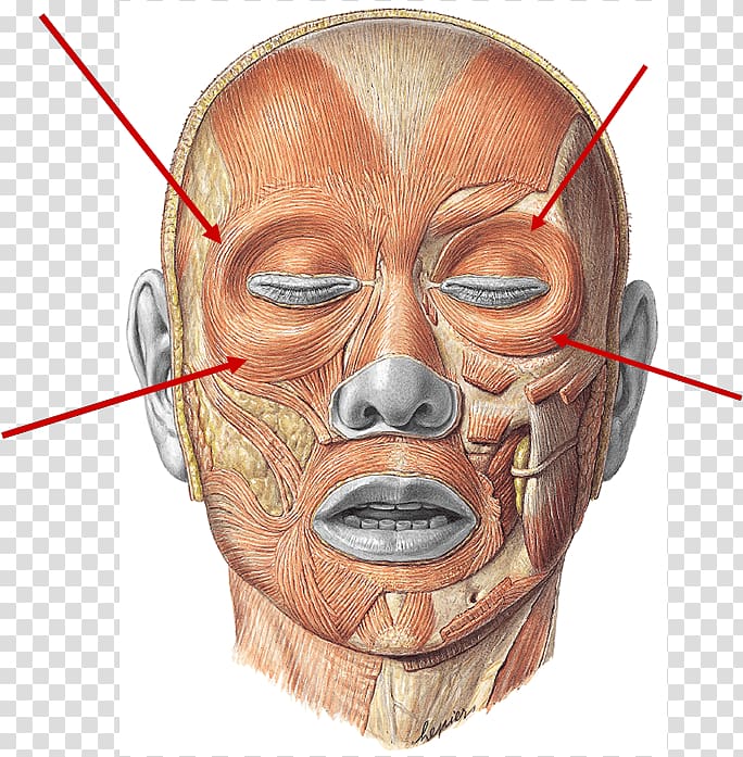 Facial muscles Pyramidalis muscle Procerus muscle Corrugator supercilii muscle, euro transparent background PNG clipart