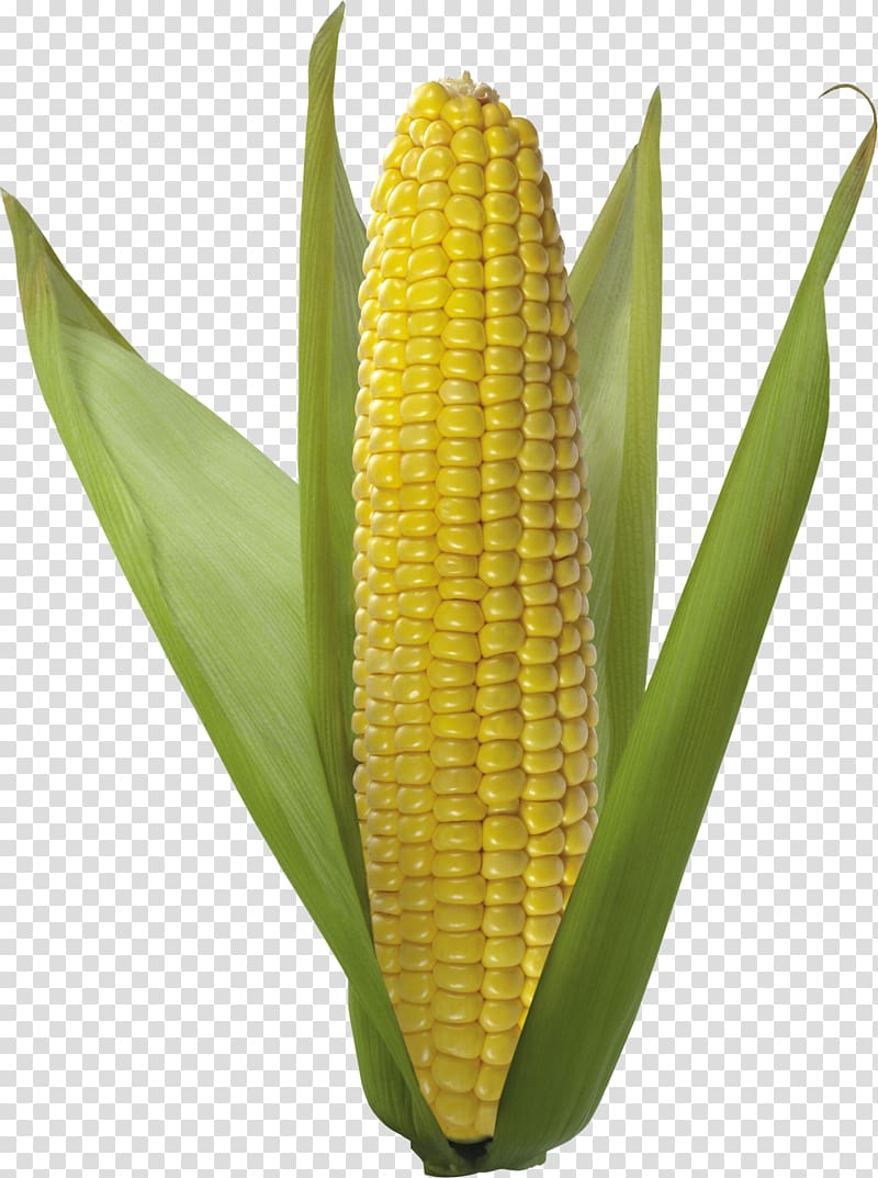 Corn on the cob Flint corn Vegetarian cuisine Sweet corn Corn kernel, a.d.i.d.a.s transparent background PNG clipart
