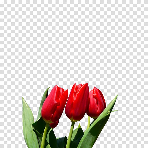 Tulip Flower Bulb Blossom Lilium, tulip transparent background PNG clipart