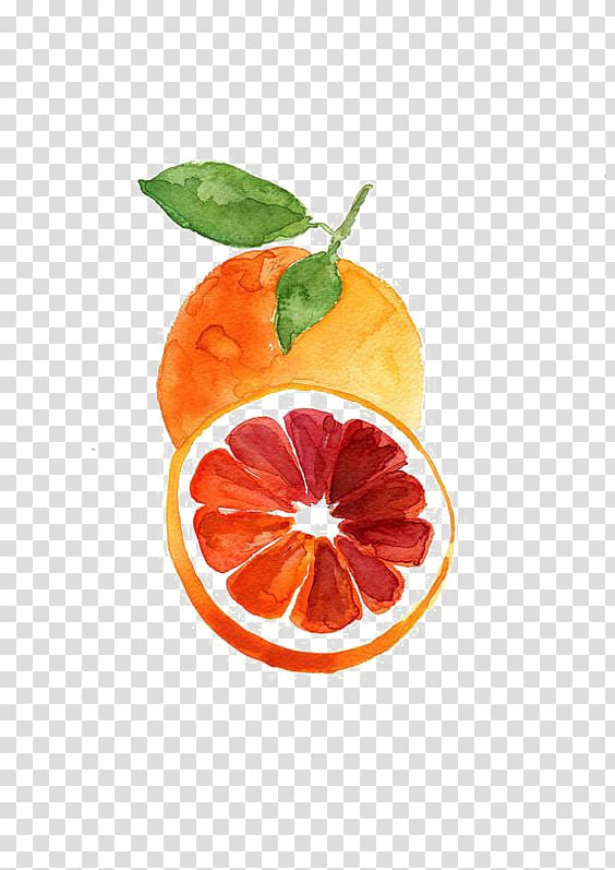 Grapefruit Blood orange Tangerine Watercolor painting, grapefruit transparent background PNG clipart