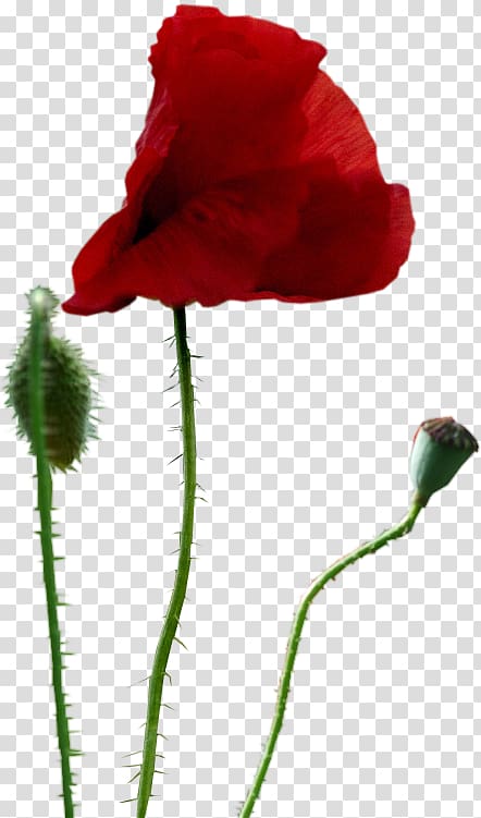 Common poppy Drawing , flower transparent background PNG clipart