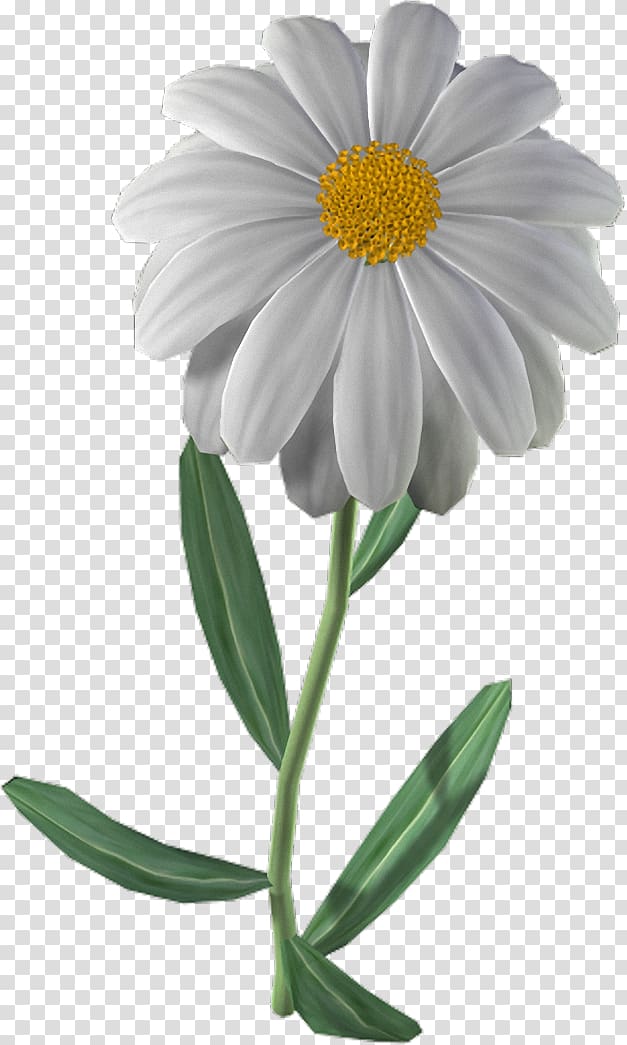 Common daisy Oxeye daisy Chrysanthemum ×grandiflorum Chamomile Daisy family, chamomile transparent background PNG clipart