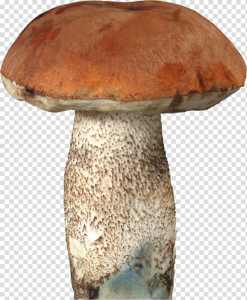 Fungus Mushroom Boletus edulis , wild mushrooms transparent background PNG clipart