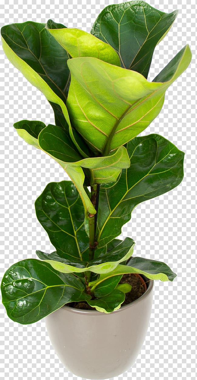 Fiddle-leaf fig Houseplant Flowerpot Sansevieria, thicket ficus transparent background PNG clipart