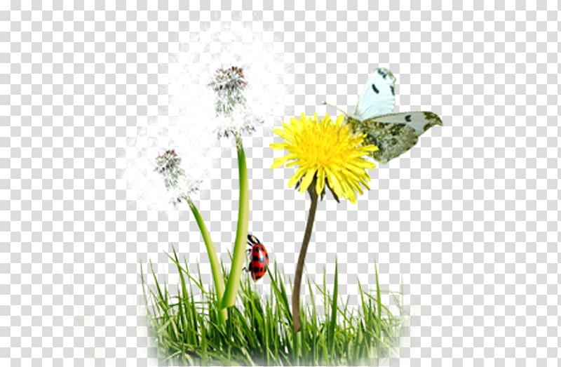 Common Dandelion Butterfly , Dandelion Creative transparent background PNG clipart
