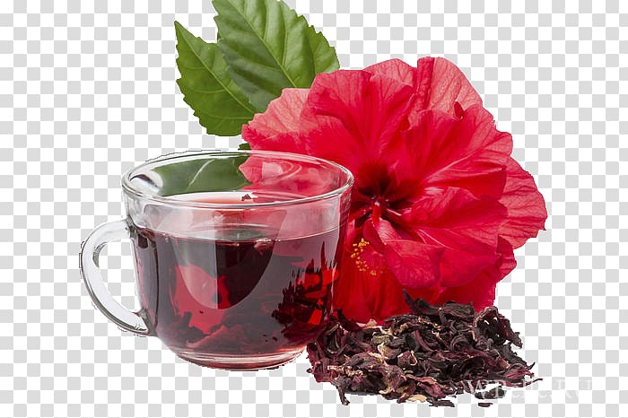 Hibiscus tea Flowering tea Roselle Jamaican cuisine, tea transparent background PNG clipart