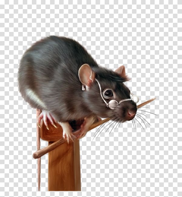 Krysa Painting Black rat Fancy rat Rodent, painting transparent background PNG clipart