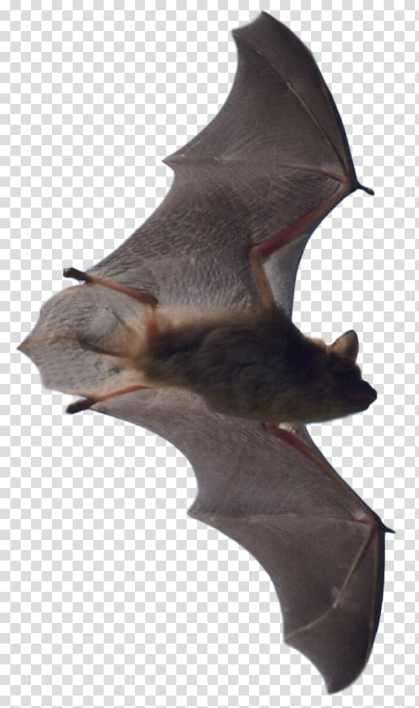Bat Attic Mammal Oakland County Overland Park, bat transparent background PNG clipart