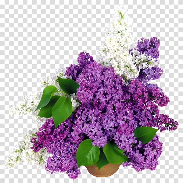Common lilac Flower bouquet Cut flowers, flower transparent background PNG clipart