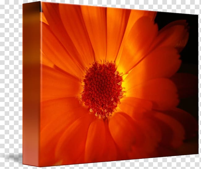 Transvaal daisy Desktop Close-up Computer Dahlia, bright Flowers transparent background PNG clipart