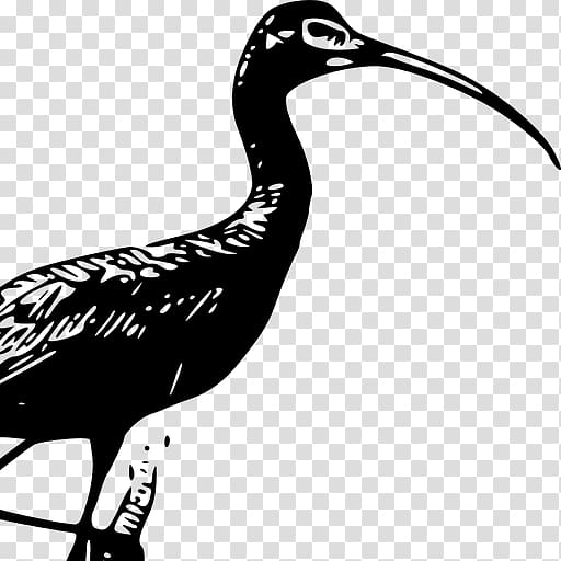 Glossy ibis American white ibis , others transparent background PNG clipart