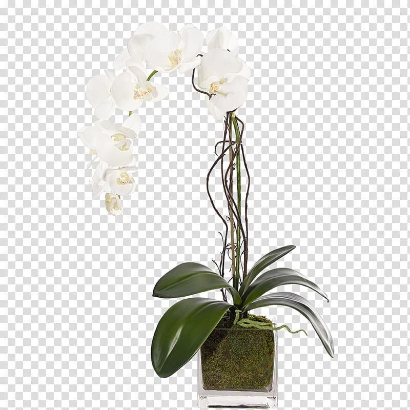 Moth orchids Cut flowers Floral design, clean glassware transparent background PNG clipart