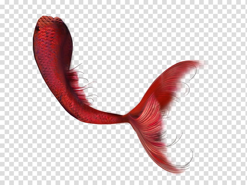 red koi, Ariel PicsArt Studio Tail Mermaid, mermaid tail transparent background PNG clipart