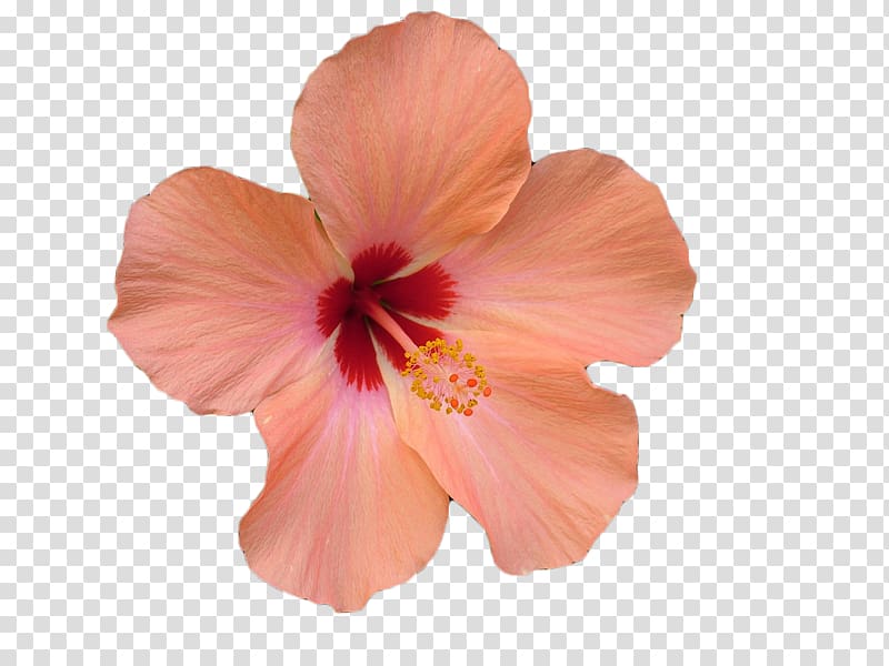 peach and red hibiscus flower illustration, Flower Hibiscus .xchng , Pink hibiscus flower transparent background PNG clipart