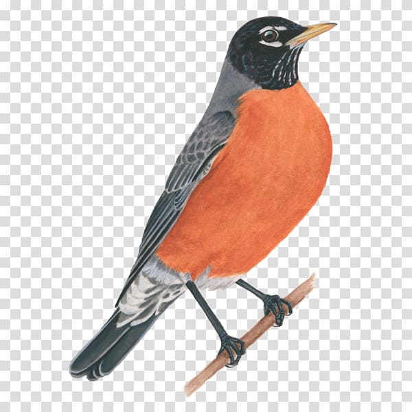 European robin Cornell Lab of Ornithology All About Birds American robin, Bird transparent background PNG clipart