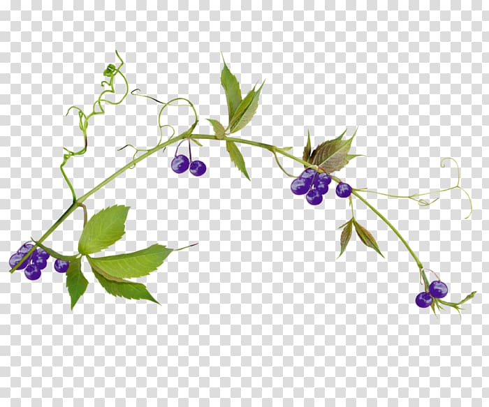 Plant stem Leaf Liana Hummingbird , Leaf transparent background PNG clipart