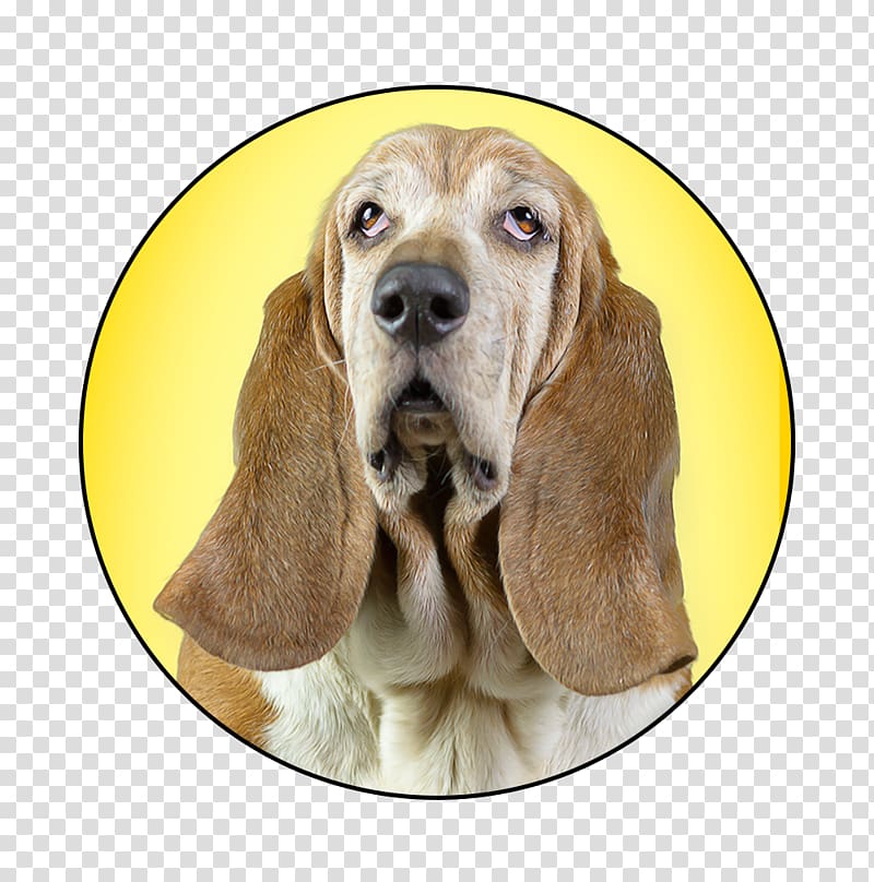 Bloodhound Basset Hound Beagle Dog breed Chihuahua, pride festival columbus ohio transparent background PNG clipart