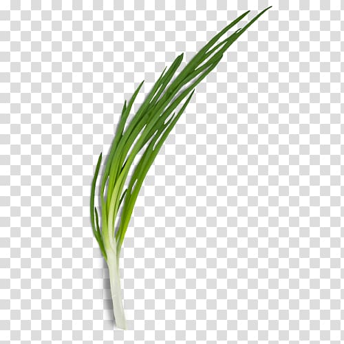 Allium fistulosum Leek Onion Green Herb, onion transparent background PNG clipart