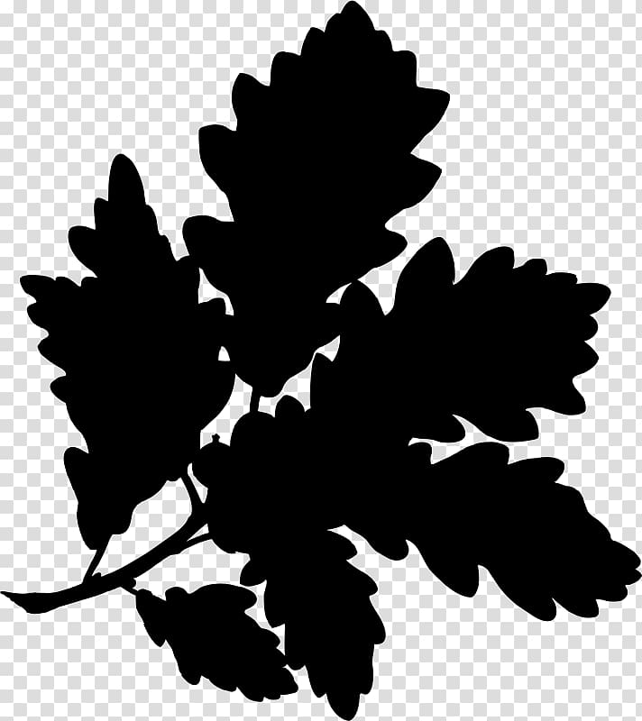 English oak Water oak Sessile Oak Gambel oak Botanical illustration, acorn transparent background PNG clipart