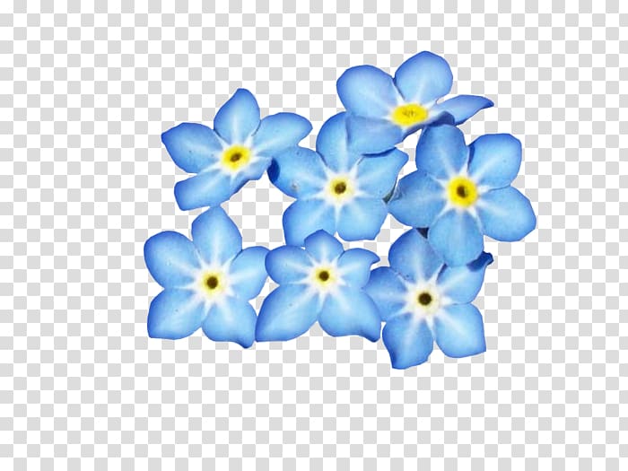 Blue Flower Petal , flower transparent background PNG clipart