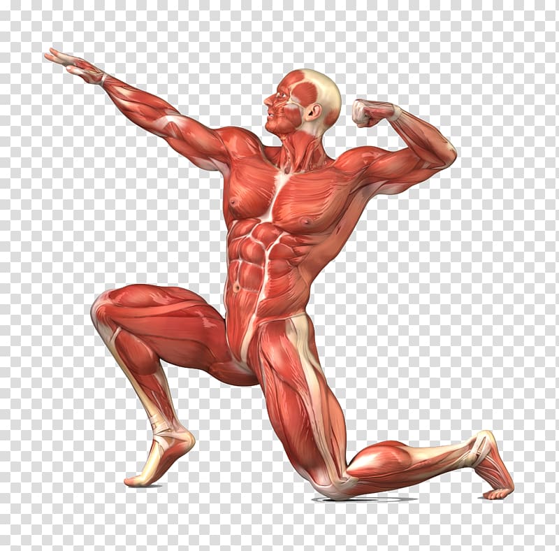 man with muscle illustration, Muscular system Skeletal muscle Human body Human skeleton, human body transparent background PNG clipart