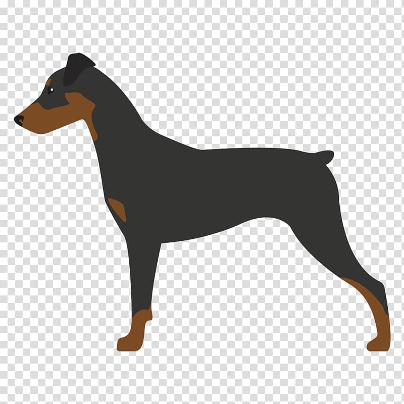 Dobermann Miniature Pinscher German Pinscher Manchester Terrier English Toy Terrier, DOBERMAN PINSCHER transparent background PNG clipart