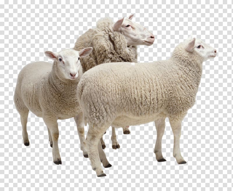 sheep herd clipart