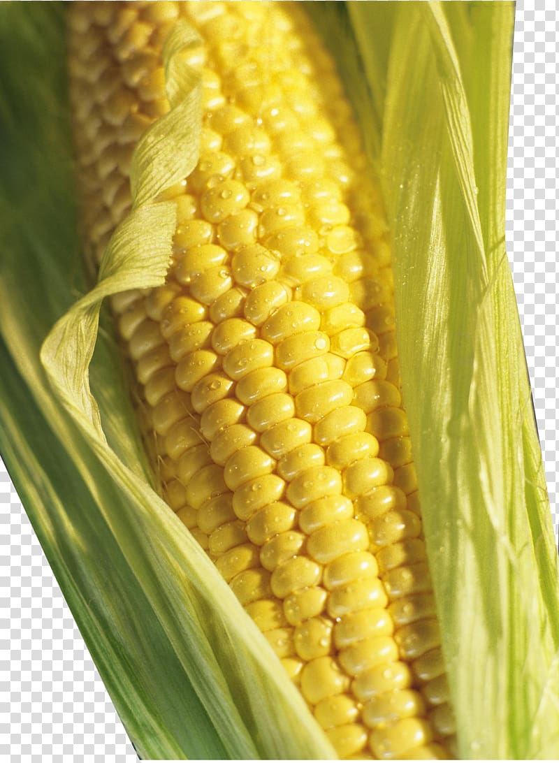 Corn on the cob Brazil Grits Maize Groat, corn transparent background PNG clipart