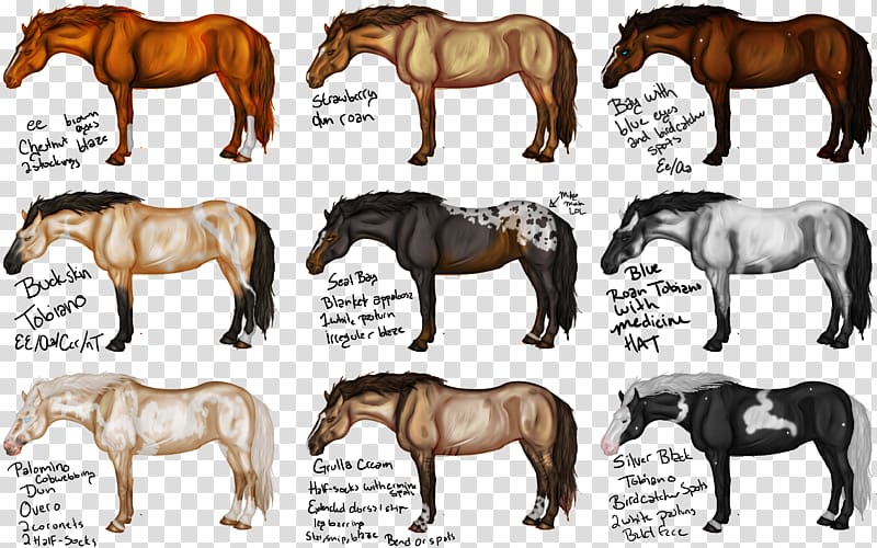 Icelandic horse Shire horse Arabian horse Gypsy horse Rocky Mountain Horse, people of different gender transparent background PNG clipart