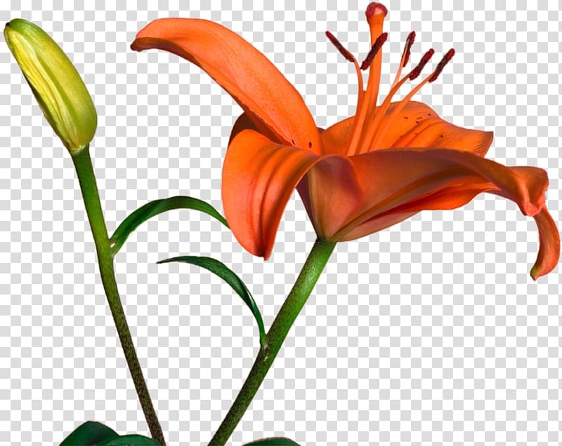 Cut flowers Bud Plant stem Daylily , others transparent background PNG clipart