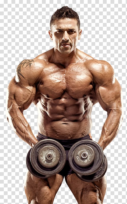 Bodybuilding transparent background PNG clipart