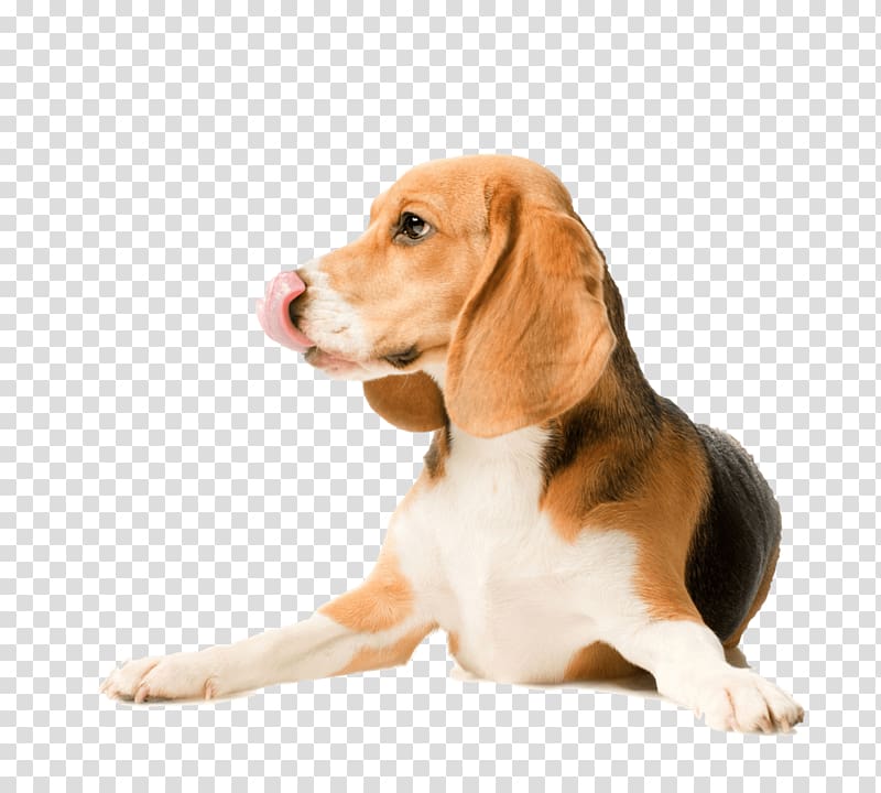 Beagle Labrador Retriever Puppy Basenji Dog breed, puppy transparent background PNG clipart