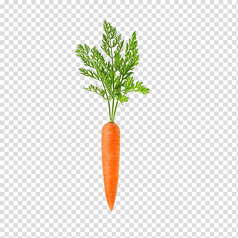 Carrot Vegetable Daikon Root Food, carrot transparent background PNG clipart