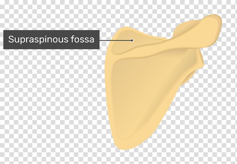 Supraspinatous fossa Scapula Supraspinatus muscle Anatomy Infraspinatous fossa, Fossa transparent background PNG clipart