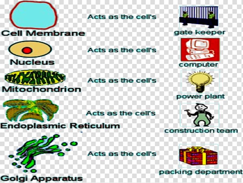 Cell biology Science Microfilament, science transparent background PNG clipart