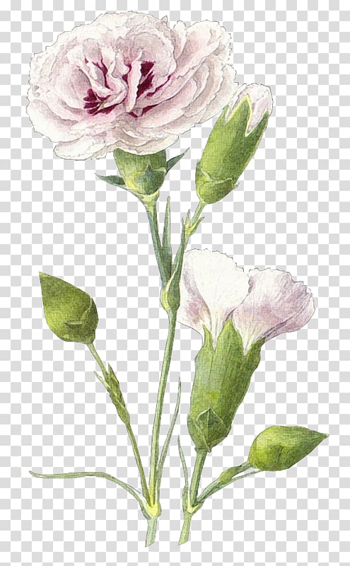 Victory Day Centifolia roses Drawing , others transparent background PNG clipart