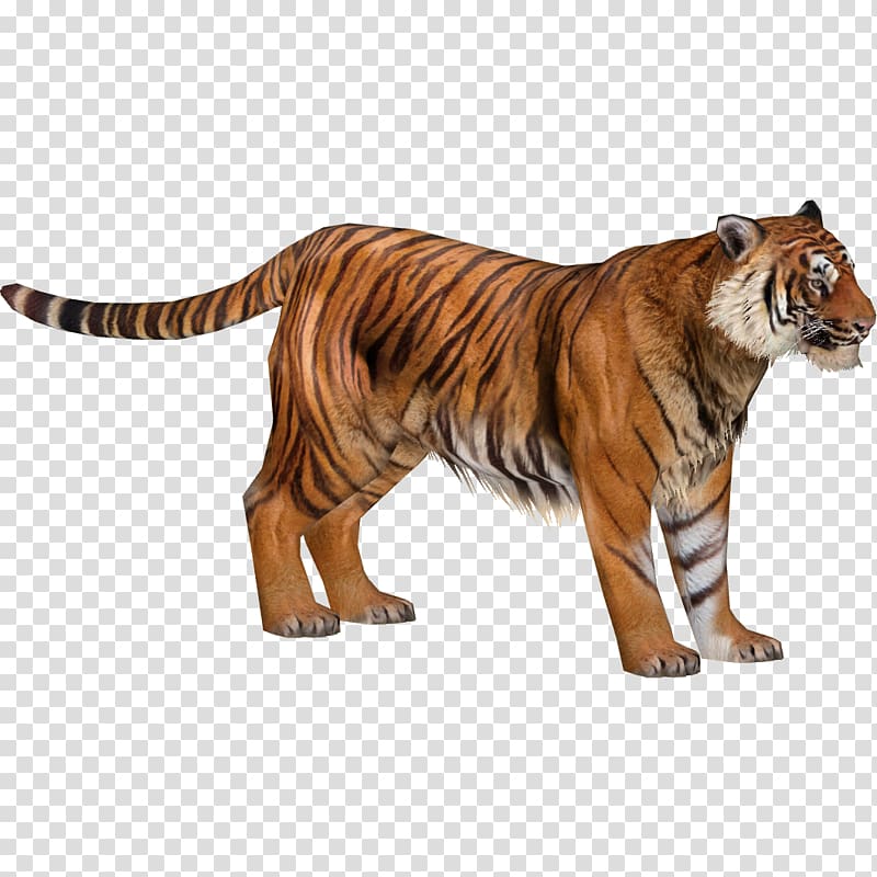 Zoo Tycoon 2 South China tiger Siberian Tiger Malayan tiger Sumatran tiger, tiger transparent background PNG clipart