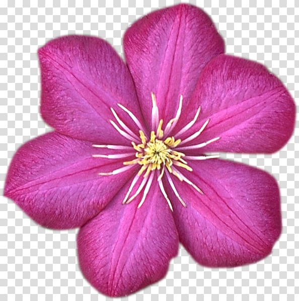 Flower Garden roses Almaty Desktop , 相机logo transparent background PNG clipart