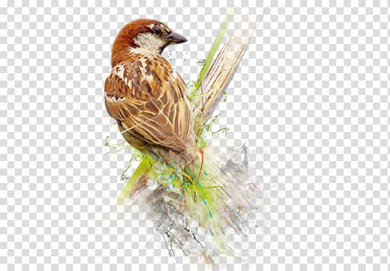 House Sparrow Bird World Sparrow Day, sparrow transparent background PNG clipart