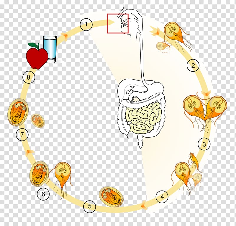 Giardia lamblia Giardiasis Infection Trofozoit Parasitism, cycle transparent background PNG clipart