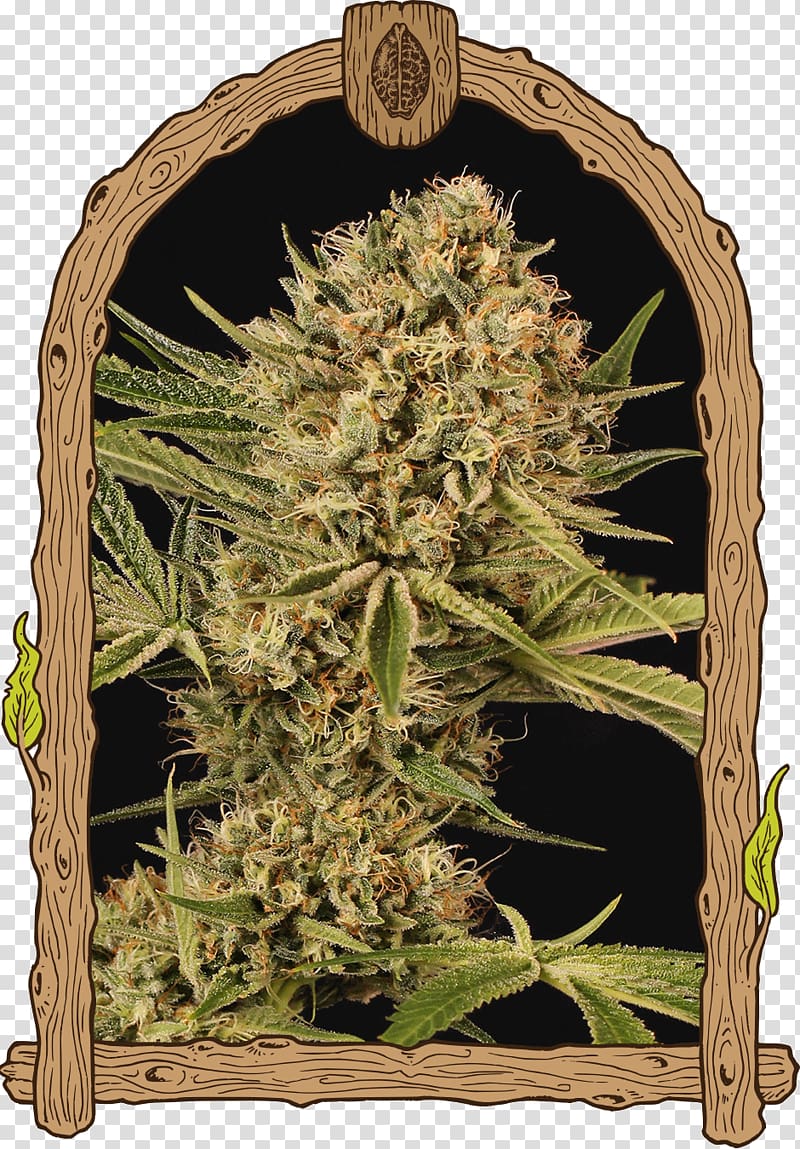 Kush Autoflowering cannabis Skunk Seed, cannabis transparent background PNG clipart