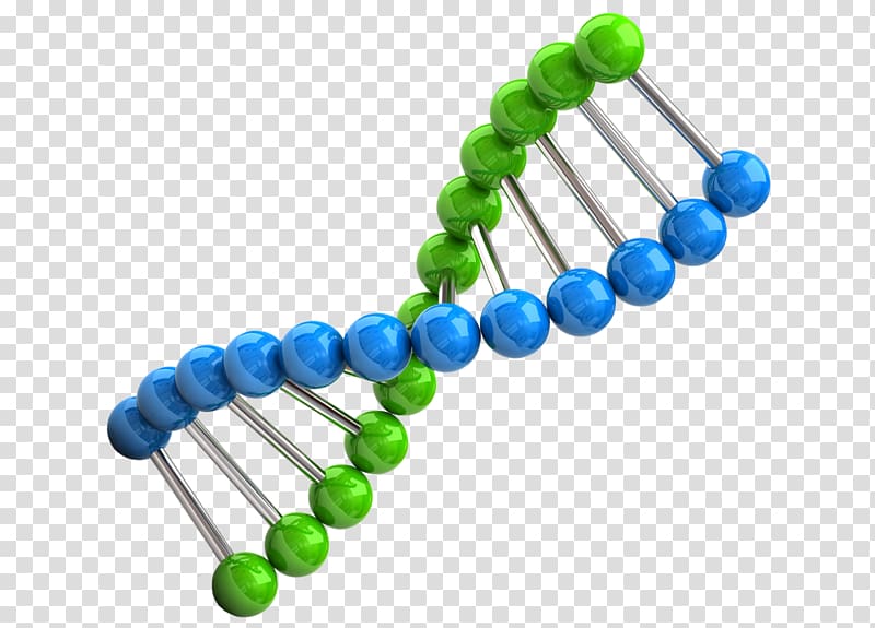 Chromosome Genetics DNA Biology, science transparent background PNG clipart